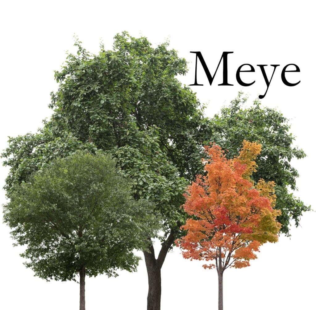 Meye architecture cut out collage trees website